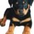 Cachorro (0-12 meses)